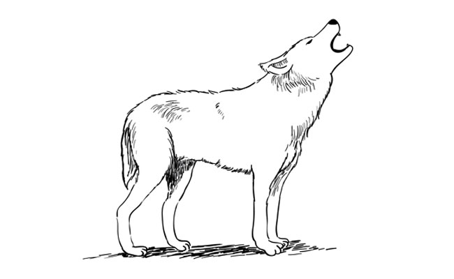 wolf simple drawing